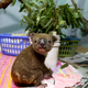 New Report Reveals the Shocking Toll Bushfires Took on Australia’s Wildlife